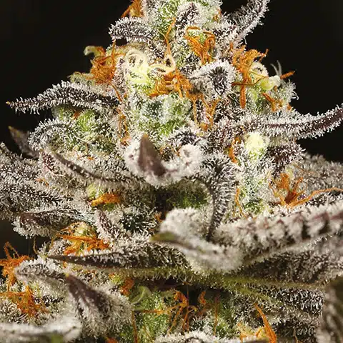 Sleepy Joe Feminized Seeds