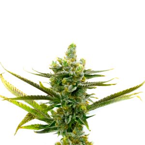 Snow Ripper Photo Fem-0