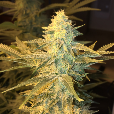 Snow White Photo Fem-0