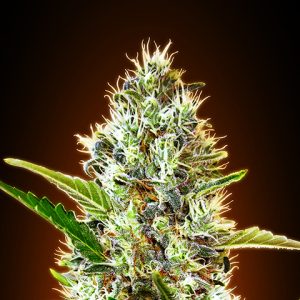 Somango Auto Fem-0