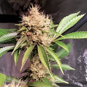 Sour Diesel Kush Photo Reg-0