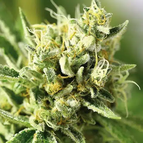 Sour Lemon Feminized Seeds