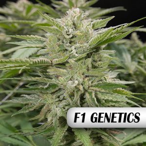 Sour Mac F1 Photo Fem-0