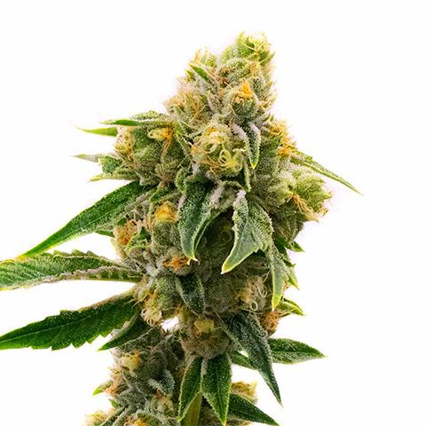 Sour Skies Photo Fem-0