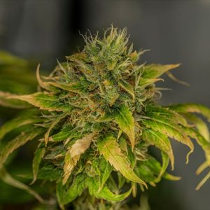 Sour Tsunami Photo Fem-0