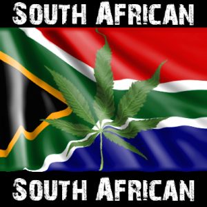 South African Photo Fem-1780