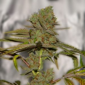 Star Killer Fast Photo Fem-0
