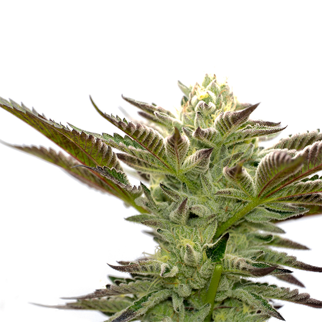 Star Killer Photo Fem-0