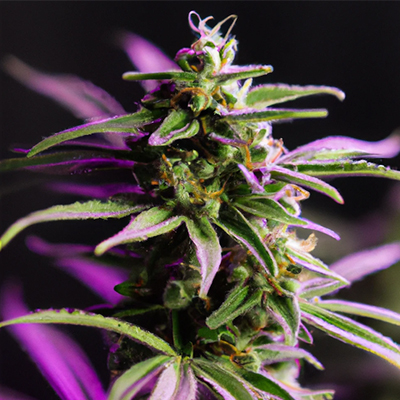 Starfighter Photo Fem-0