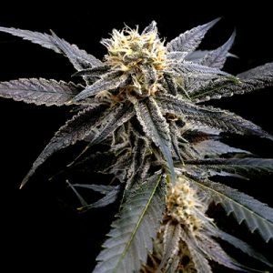 Strawberry Banana Auto Fem-0