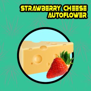 Strawberry Cheese Auto Fem-4258
