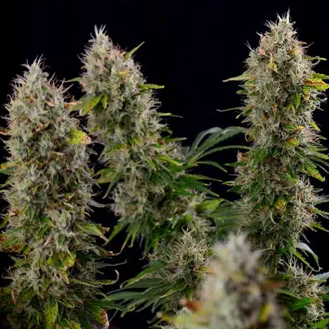 Strawberry Diesel Feminized Cannabis Seeds