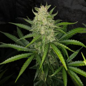Strawberry Gum Auto Fem-0