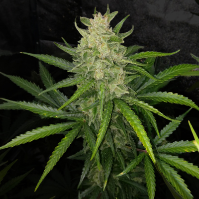 Strawberry Gum Auto Fem-0
