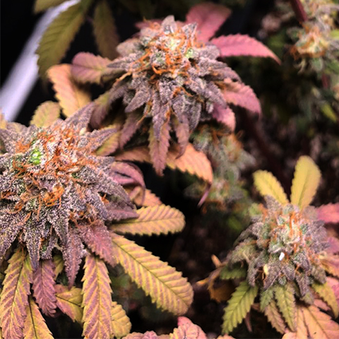 Strawberry Haze Photo Fem-0