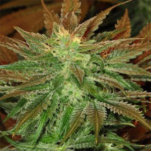 Strawberry Kush Photo Fem-3981