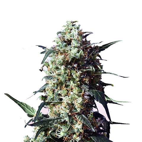 Strawberry Photo Fem-0