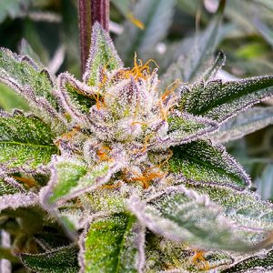 Strawpicanna Photo Fem-0