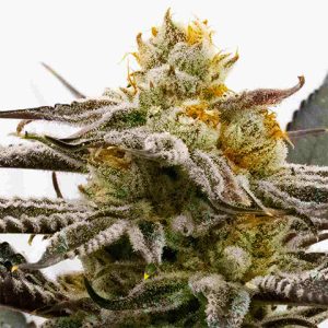 Sugar Black Rose Photo Fem-0