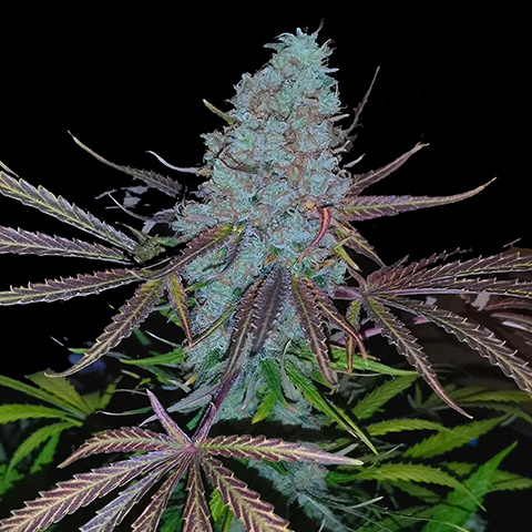 Sugar Black Rose Photo Reg-0