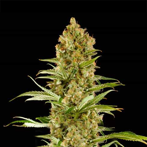 Sugar Fruit Photo Fem-0