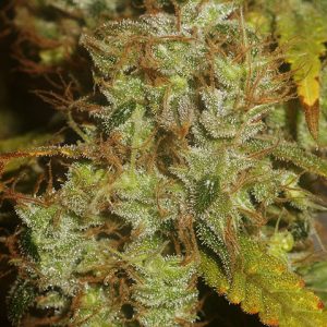 Sugar Haze Fast Photo Fem-0