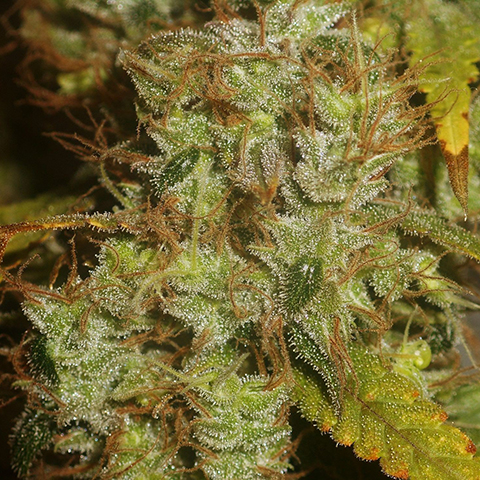 Sugar Haze Fast Photo Fem-0