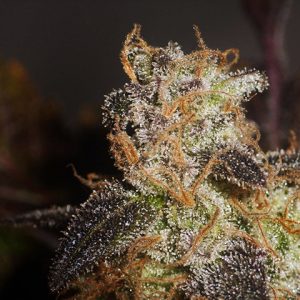 Sugar Haze Fast Photo Fem-2501