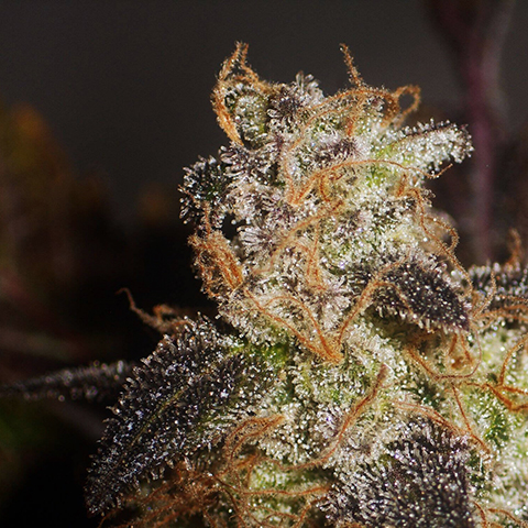 Sugar Haze Fast Photo Fem-2501