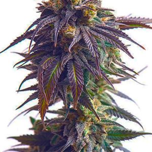 Sundae Driver Photo Fem-0