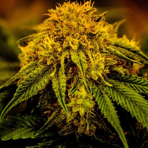 Sunset Sherbet Photo Fem-4223