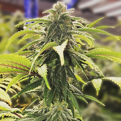 Super AK Photo Fem-0