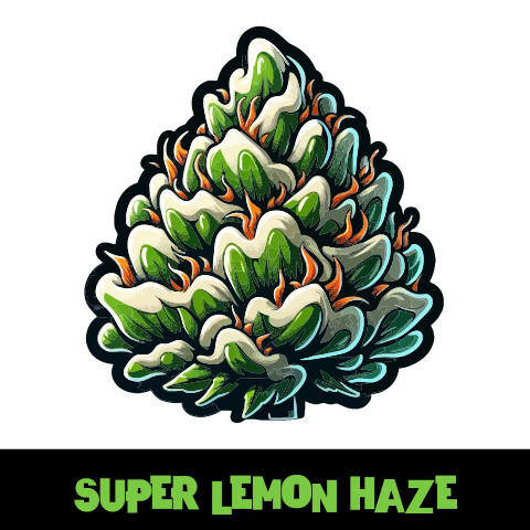 Super Lemon Haze Photo Fem-2873