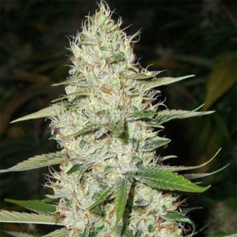 Super Silver Haze Auto Fem-3159