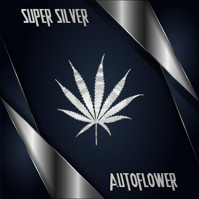 Super Silver Haze Auto Fem-3910