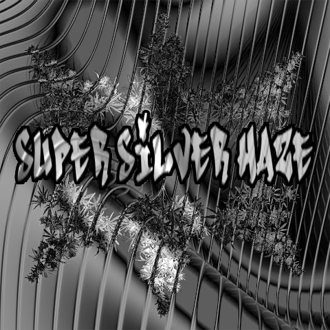 Super Silver Haze Photo Fem-4154
