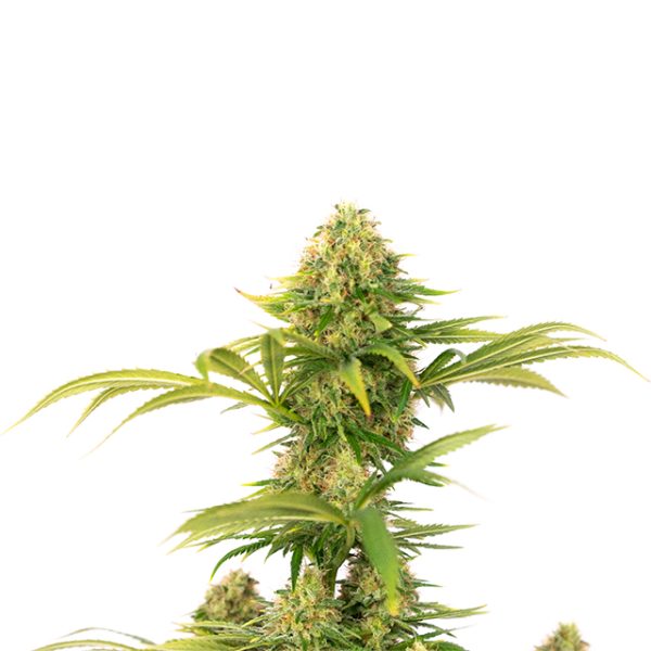 Super Skunk Photo Fem-0