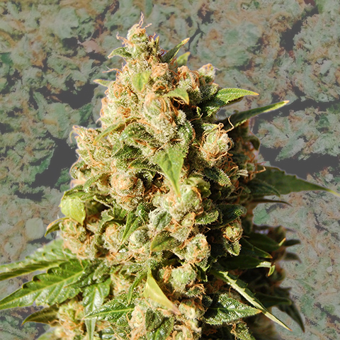 Sweet Island Photo Fem-0