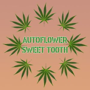 Sweet Tooth Auto Fem-3645