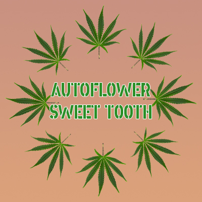 Sweet Tooth Auto Fem-3645