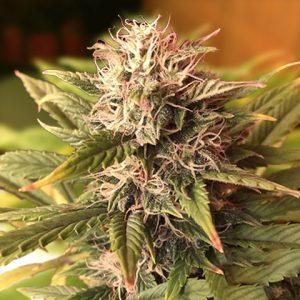 Sweet Tooth Photo Fem-0