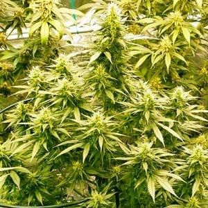 Sweet Zombie Auto Fem-0