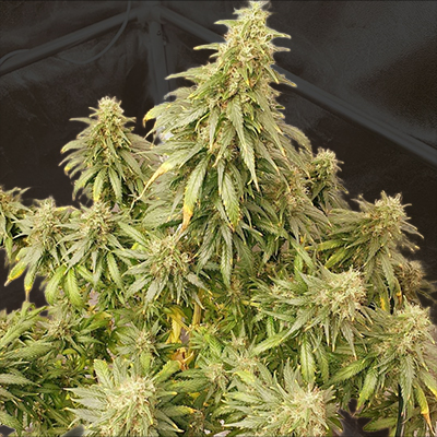 Sweet Zombie Auto Fem-1479