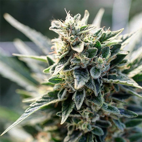 Tahoe Kush Photo Fem-0