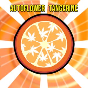 Tangerine Auto Fem-4300