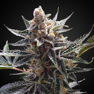 Tangie Chocolope Photo Fem-0