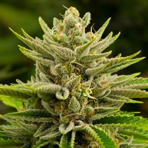 Tangie Kush Photo Reg-0
