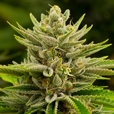 Tangie Kush Photo Reg-0