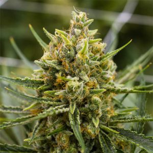 Tangie Photo Fem-2916