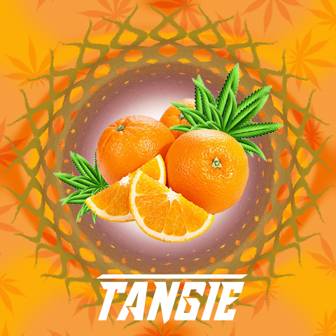 Tangie Photo Fem-2918